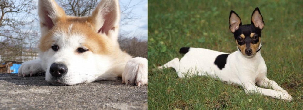 Toy Fox Terrier vs Akita - Breed Comparison