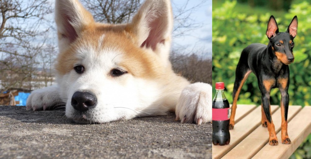 Toy Manchester Terrier vs Akita - Breed Comparison