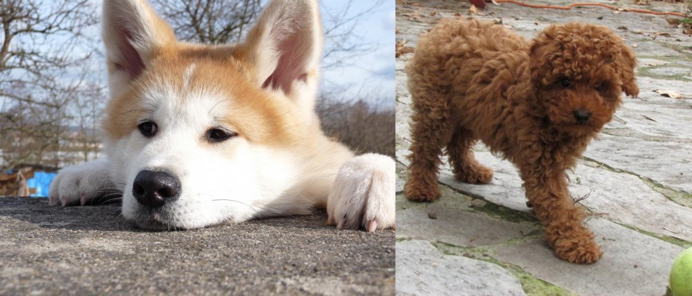 Toy Poodle vs Akita - Breed Comparison