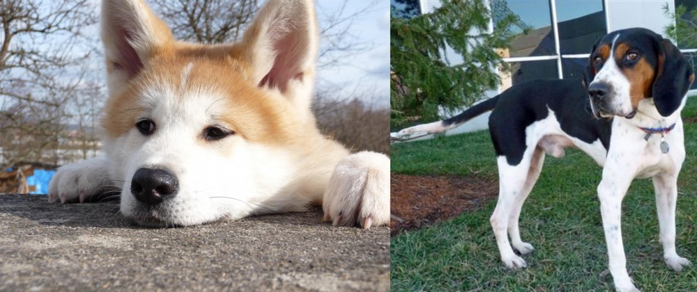 Treeing Walker Coonhound vs Akita - Breed Comparison