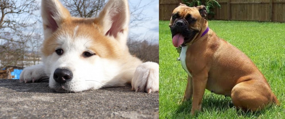 Valley Bulldog vs Akita - Breed Comparison