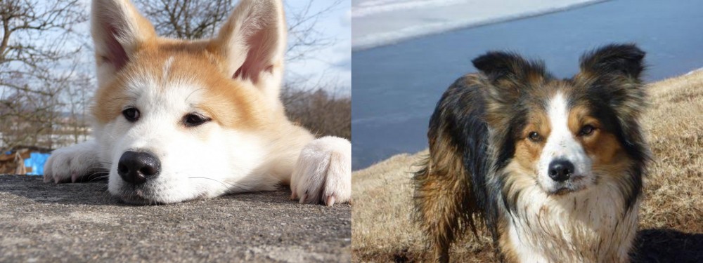 Welsh Sheepdog vs Akita - Breed Comparison