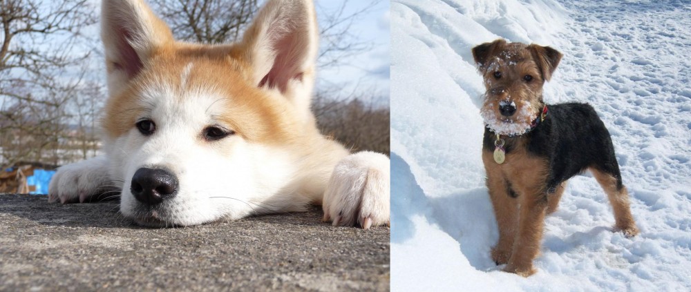 Welsh Terrier vs Akita - Breed Comparison