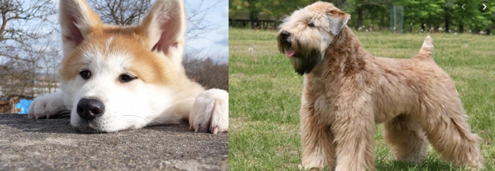 Wheaten Terrier vs Akita - Breed Comparison