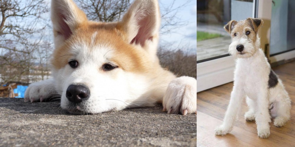 Wire Fox Terrier vs Akita - Breed Comparison