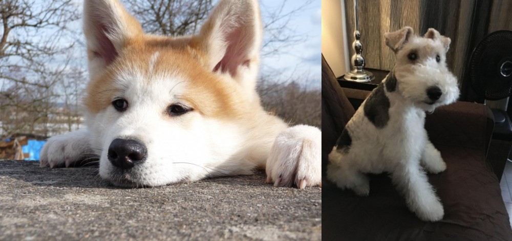 Wire Haired Fox Terrier vs Akita - Breed Comparison
