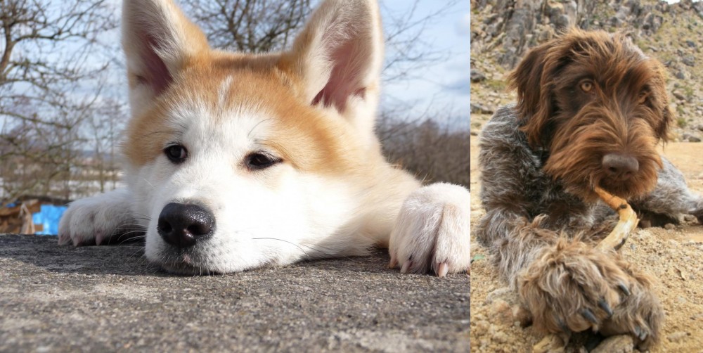 Wirehaired Pointing Griffon vs Akita - Breed Comparison