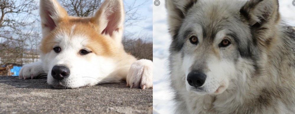 Wolfdog vs Akita - Breed Comparison