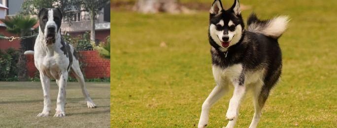 Alaskan Klee Kai vs Alangu Mastiff - Breed Comparison