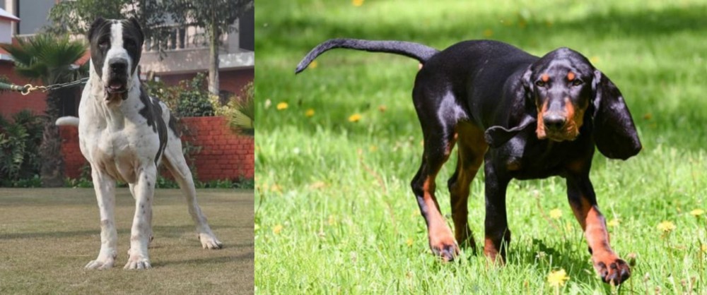 Black and Tan Coonhound vs Alangu Mastiff - Breed Comparison