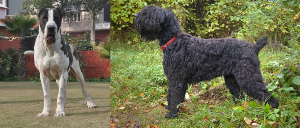 Black Russian Terrier vs Alangu Mastiff - Breed Comparison