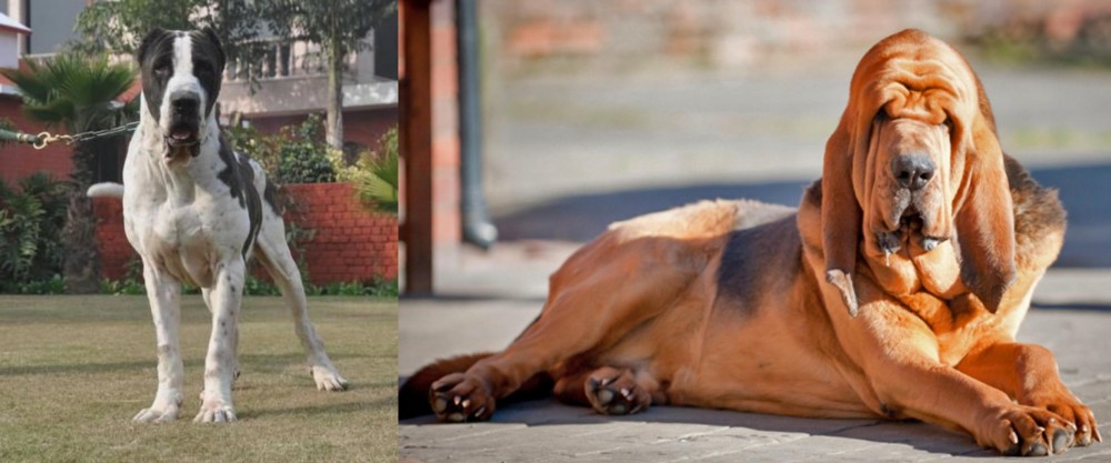 Bloodhound vs Alangu Mastiff - Breed Comparison