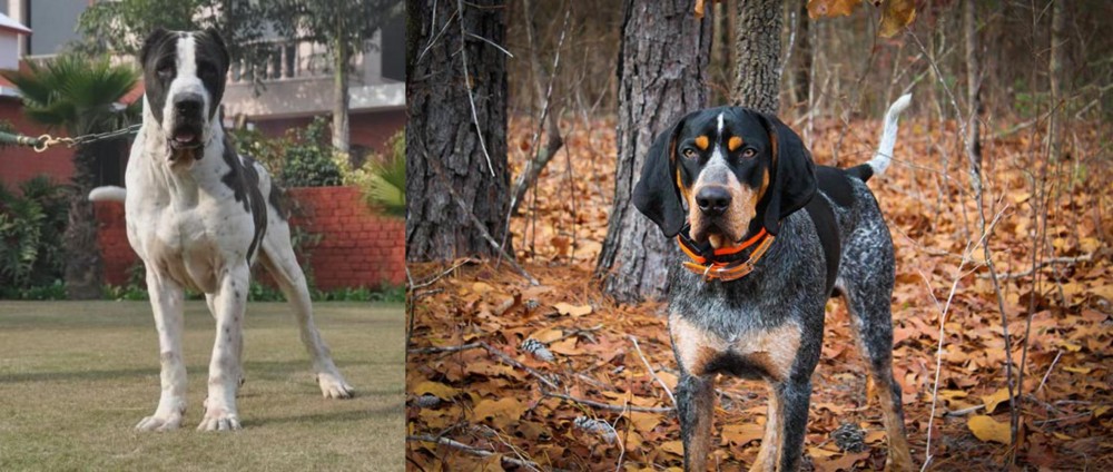 Bluetick Coonhound vs Alangu Mastiff - Breed Comparison