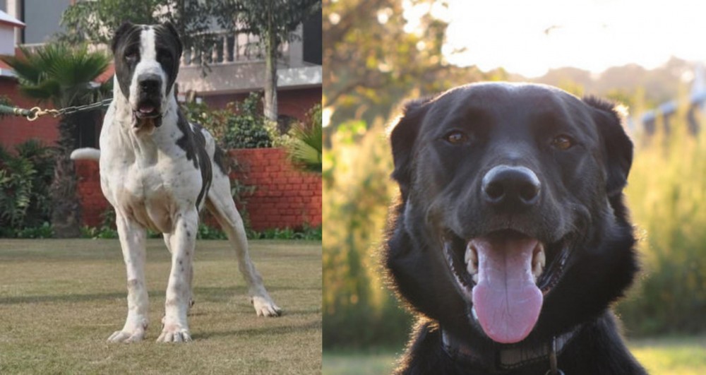 Borador vs Alangu Mastiff - Breed Comparison