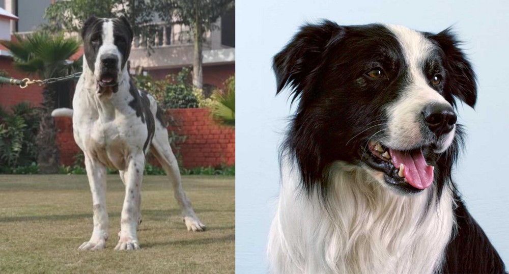 Border Collie vs Alangu Mastiff - Breed Comparison