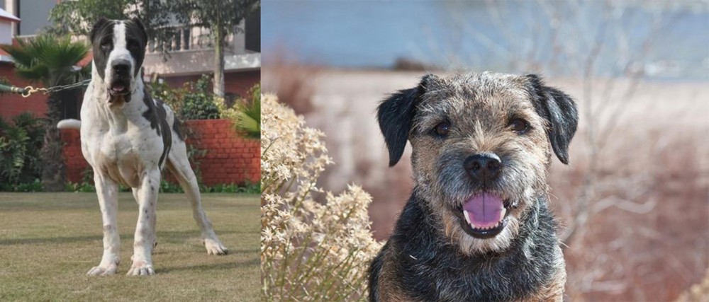 Border Terrier vs Alangu Mastiff - Breed Comparison