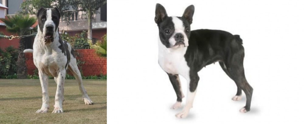 Boston Terrier vs Alangu Mastiff - Breed Comparison