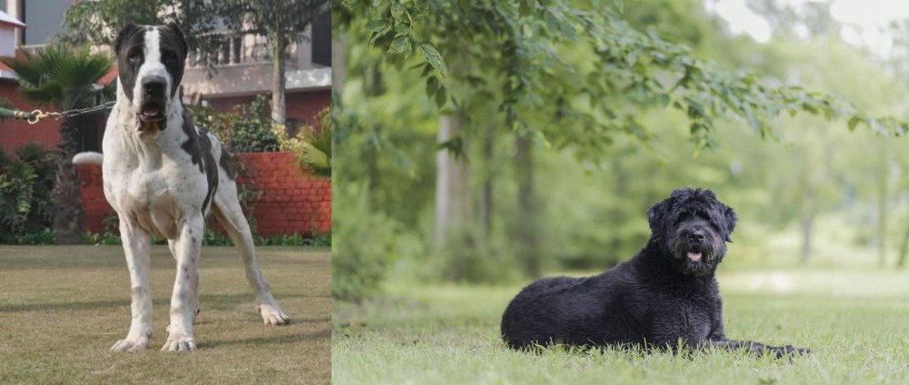 Bouvier des Flandres vs Alangu Mastiff - Breed Comparison