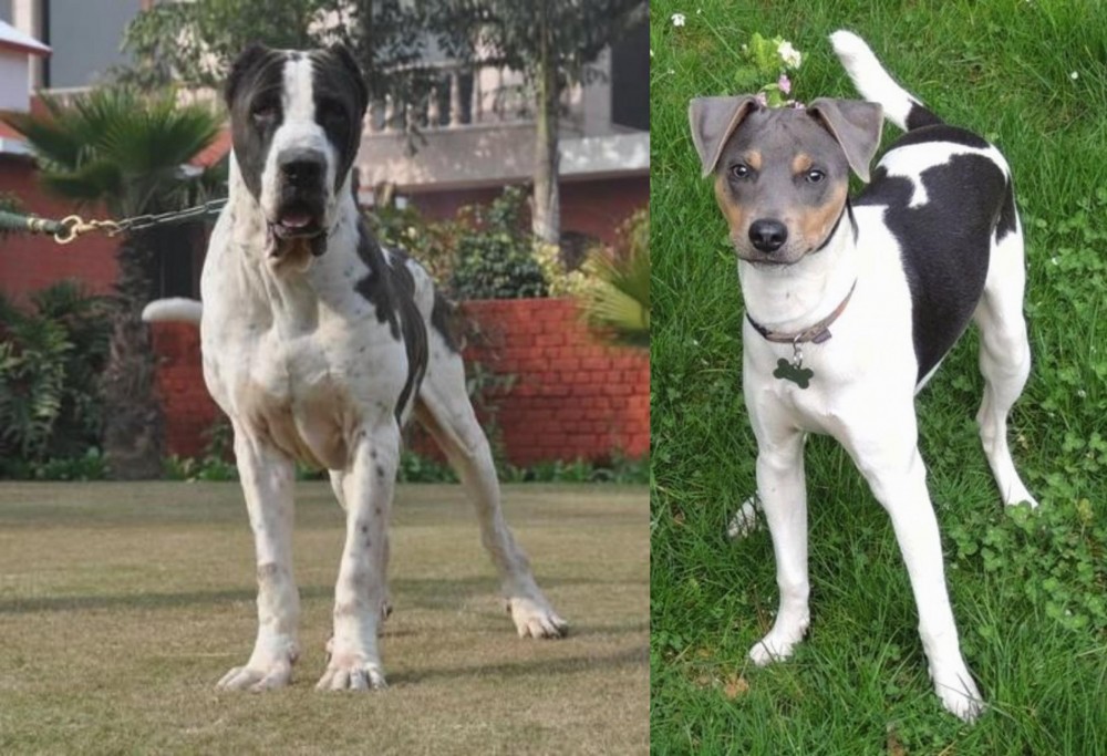 Brazilian Terrier vs Alangu Mastiff - Breed Comparison