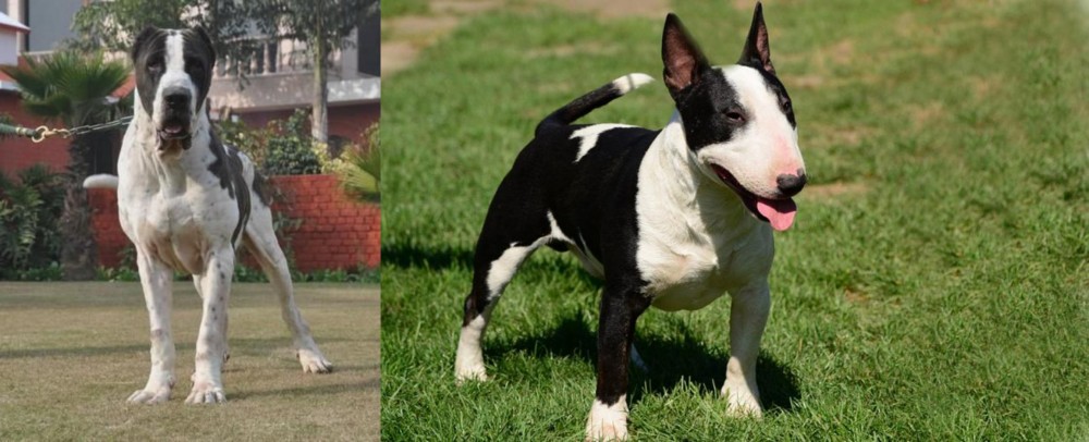 Bull Terrier Miniature vs Alangu Mastiff - Breed Comparison