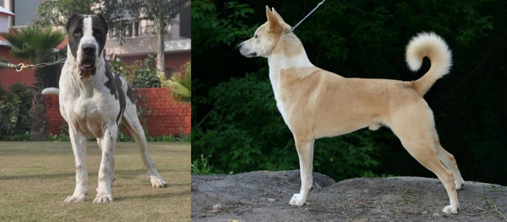 Canaan Dog vs Alangu Mastiff - Breed Comparison