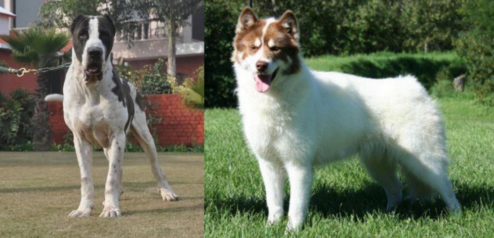 Canadian Eskimo Dog vs Alangu Mastiff - Breed Comparison