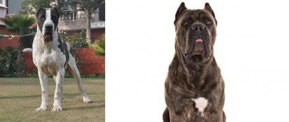 Cane Corso vs Alangu Mastiff - Breed Comparison