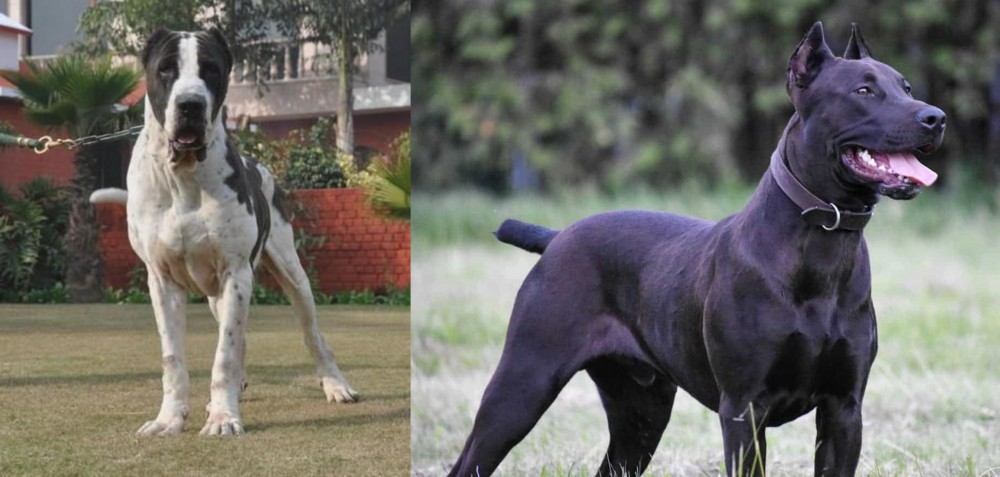 Canis Panther vs Alangu Mastiff - Breed Comparison