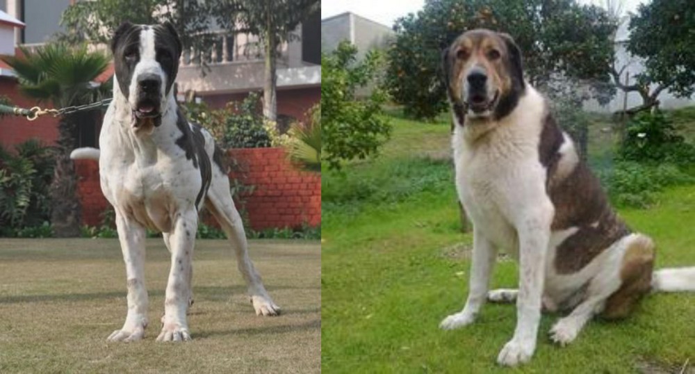 Cao de Gado Transmontano vs Alangu Mastiff - Breed Comparison