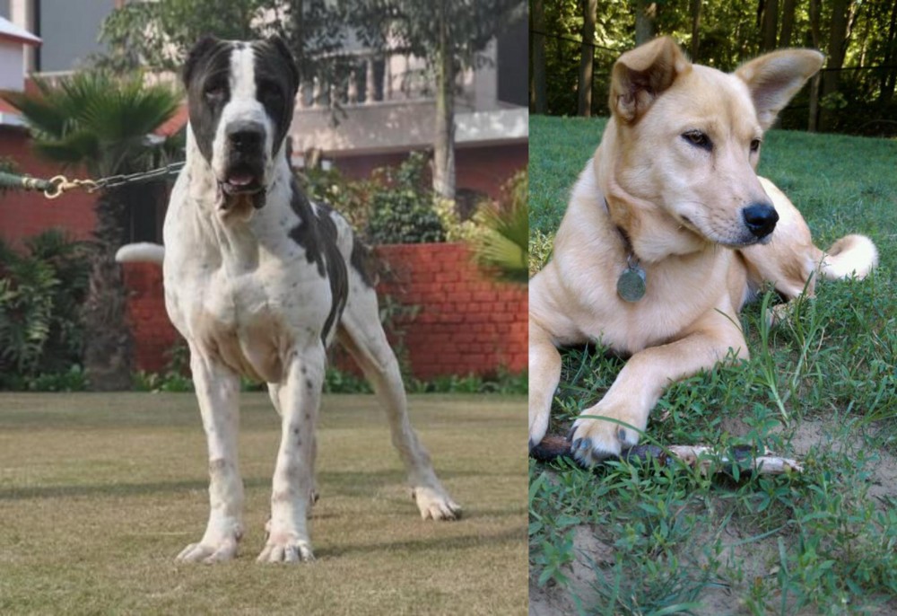 Carolina Dog vs Alangu Mastiff - Breed Comparison