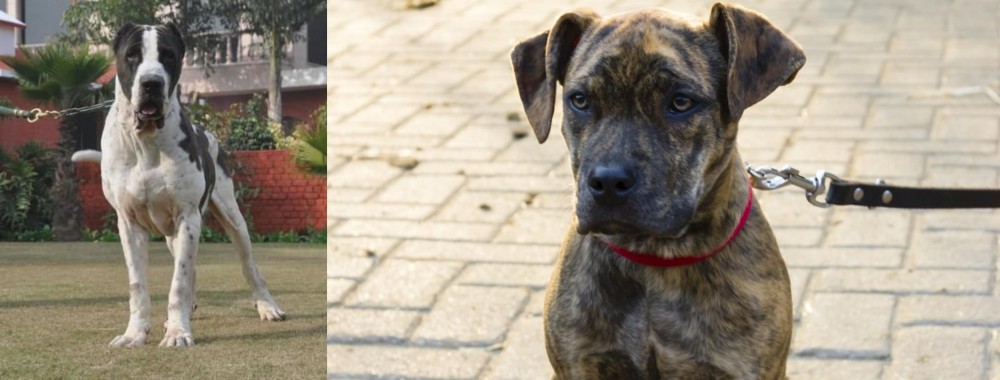 Catahoula Bulldog vs Alangu Mastiff - Breed Comparison