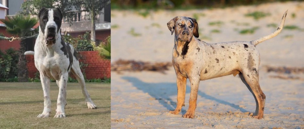 Catahoula Cur vs Alangu Mastiff - Breed Comparison