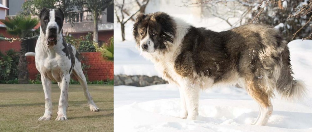 Caucasian Shepherd vs Alangu Mastiff - Breed Comparison