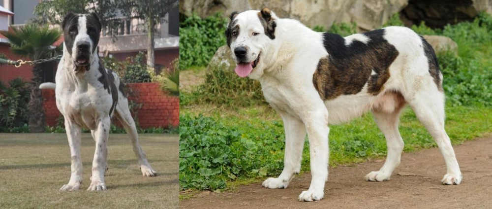 Central Asian Shepherd vs Alangu Mastiff - Breed Comparison