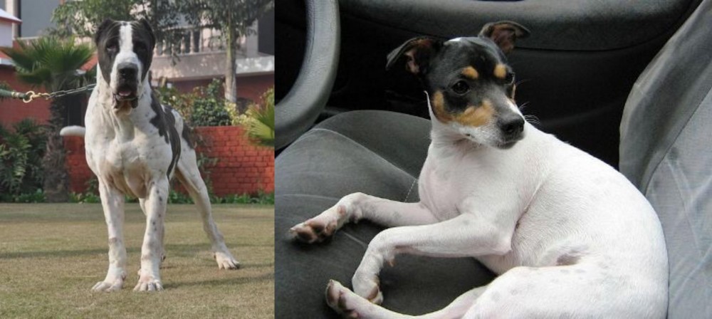 Chilean Fox Terrier vs Alangu Mastiff - Breed Comparison