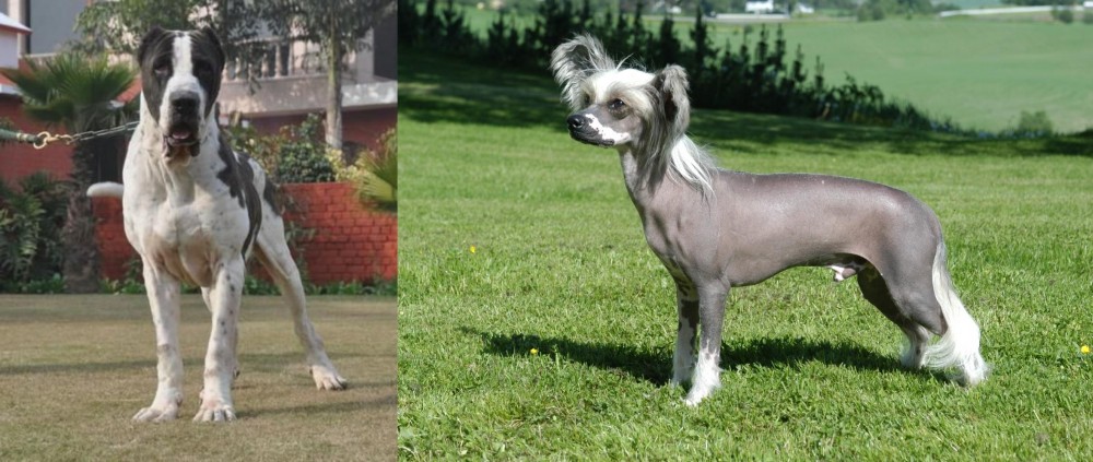 Chinese Crested Dog vs Alangu Mastiff - Breed Comparison