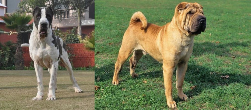 Chinese Shar Pei vs Alangu Mastiff - Breed Comparison
