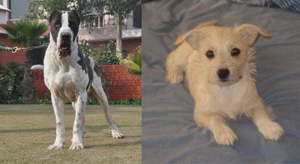 Chipoo vs Alangu Mastiff - Breed Comparison
