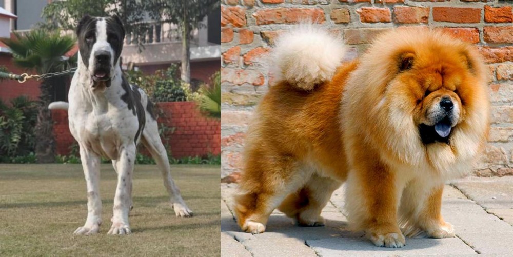 Chow Chow vs Alangu Mastiff - Breed Comparison