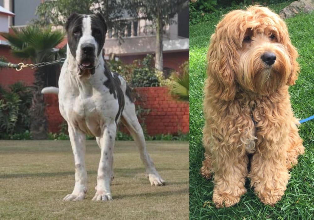 Cockapoo vs Alangu Mastiff - Breed Comparison