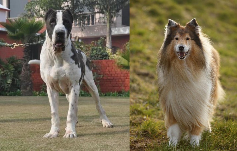 Collie vs Alangu Mastiff - Breed Comparison