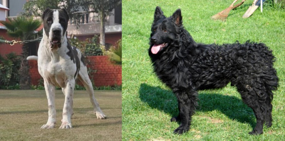 Croatian Sheepdog vs Alangu Mastiff - Breed Comparison