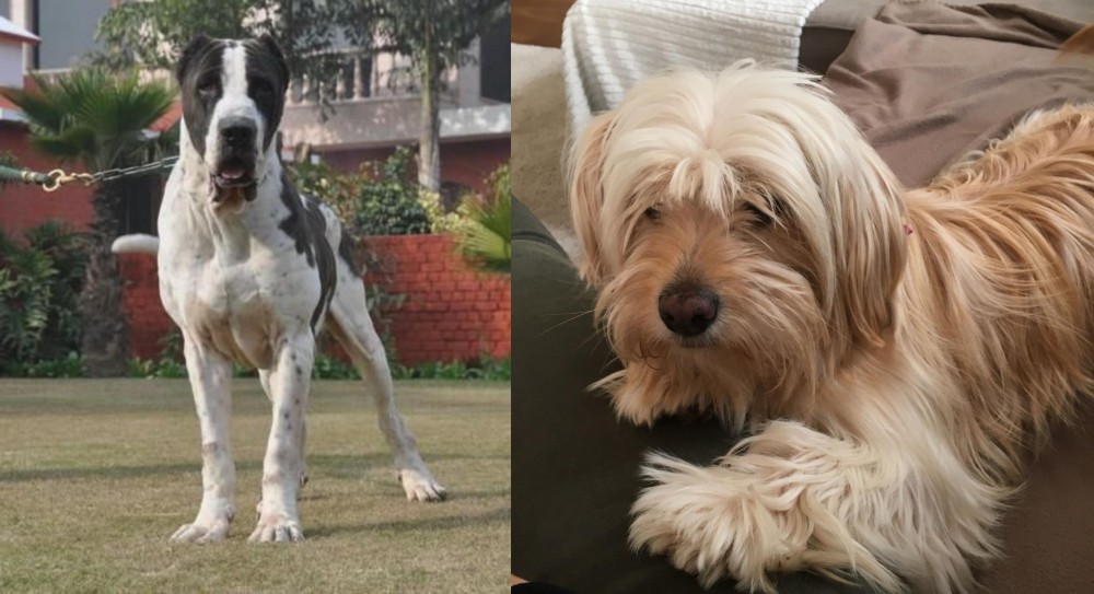 Cyprus Poodle vs Alangu Mastiff - Breed Comparison