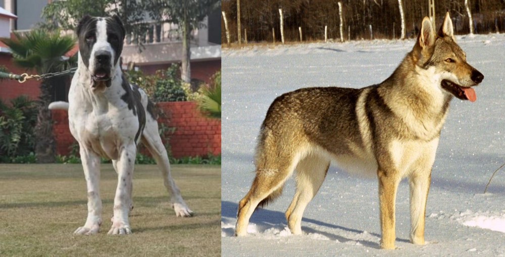Czechoslovakian Wolfdog vs Alangu Mastiff - Breed Comparison