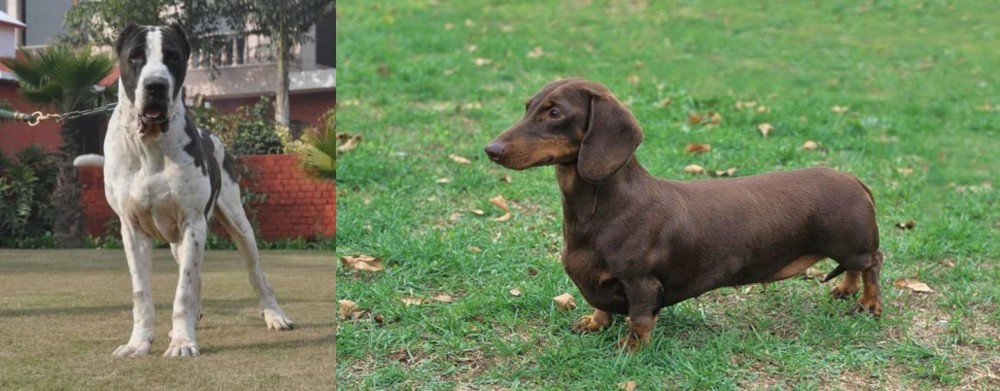 Dachshund vs Alangu Mastiff - Breed Comparison