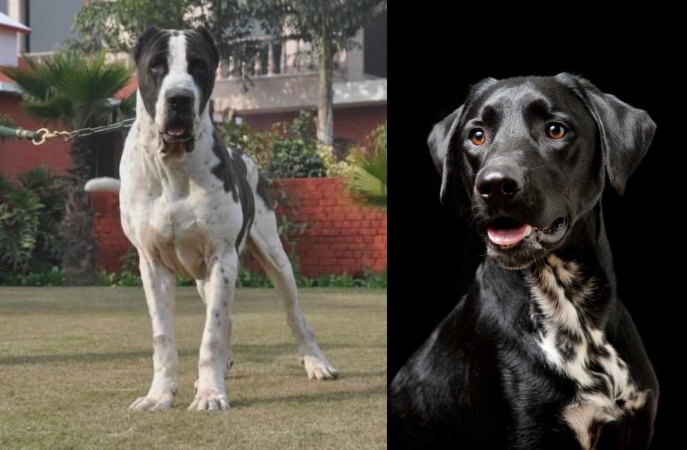 Dalmador vs Alangu Mastiff - Breed Comparison