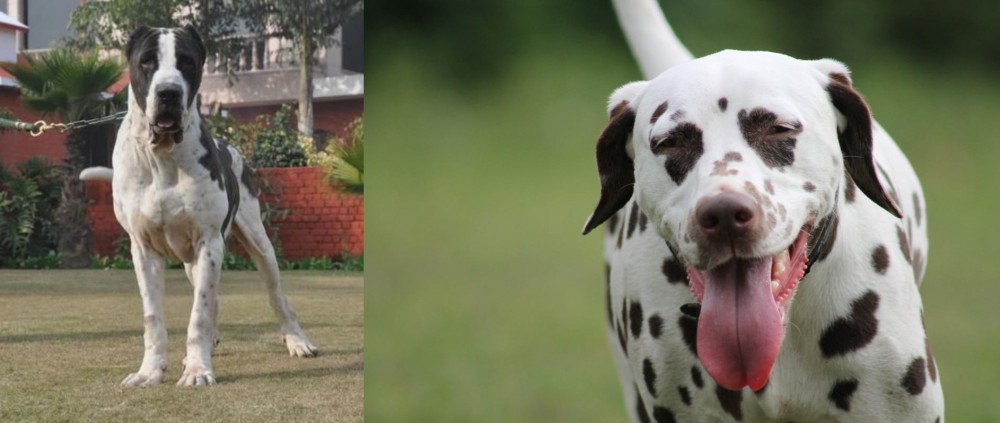 Dalmatian vs Alangu Mastiff - Breed Comparison
