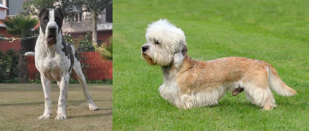 Dandie Dinmont Terrier vs Alangu Mastiff - Breed Comparison
