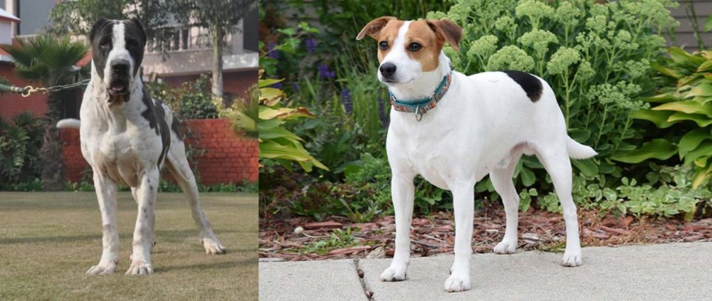 Danish Swedish Farmdog vs Alangu Mastiff - Breed Comparison