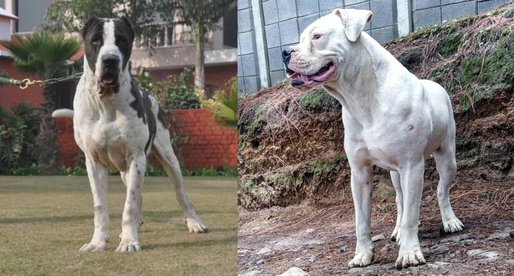 Dogo Guatemalteco vs Alangu Mastiff - Breed Comparison